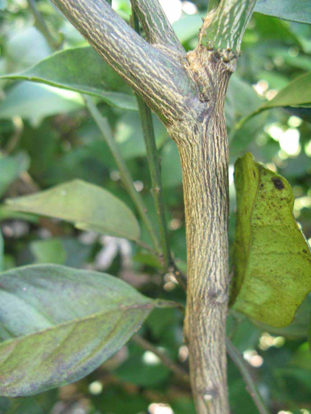              Second - third year twig (Winter Haven, FL)       